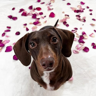 Willie the Tweenie Weenie Profile