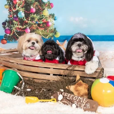 Josie, Molly, and Harley