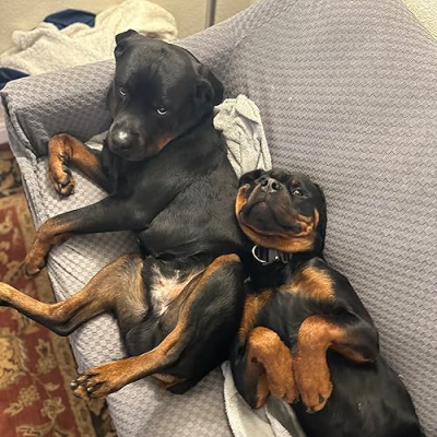 Sergeant Taco and Private Pizza Profile