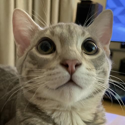 Soju The Bengal Profile