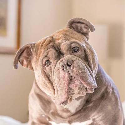 Squish Biscuit Profile