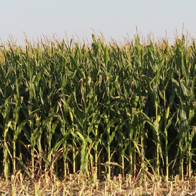 Whit- @farmwifeguru Profile