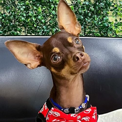 Jordan Valentino Profile