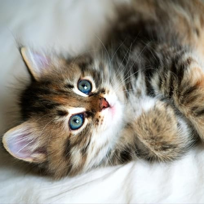Spellbound Siberian Cats Profile