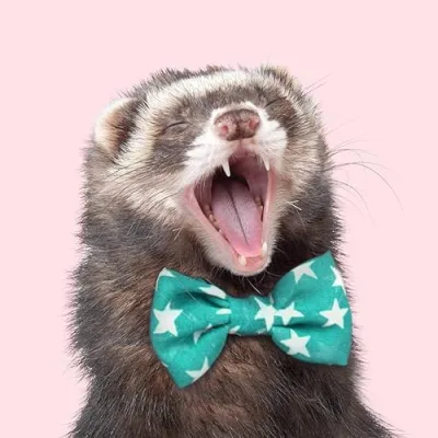 The Modern Ferret