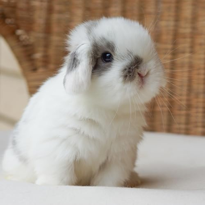 Blue Clover Rabbitry