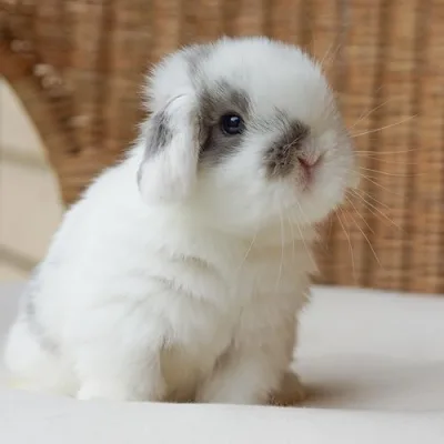 Blue Clover Rabbitry