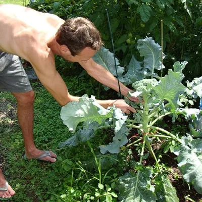 Try Backyard Farming