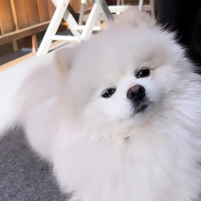 Mushu the Pom Profile