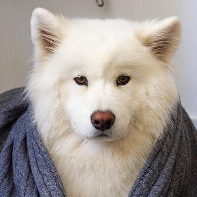 Coconut Rice Bear Profile