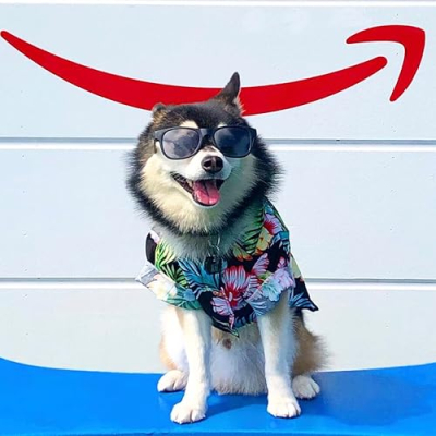 Kai Toy Pomsky Profile