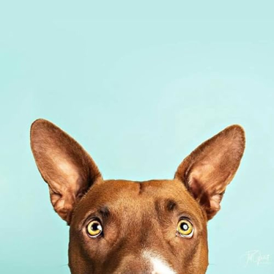 Baloo the Bully's Favorites Profile