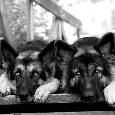 carpe.diem.sheps Profile