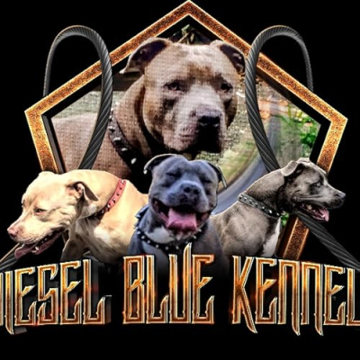 Diesel Blue Kennels Profile
