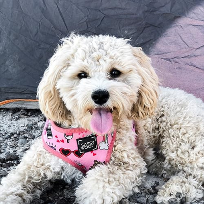 Honey Boo the Cavapoo Profile