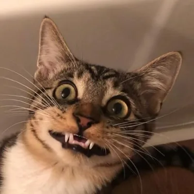 Marley and Pumpkin Malin