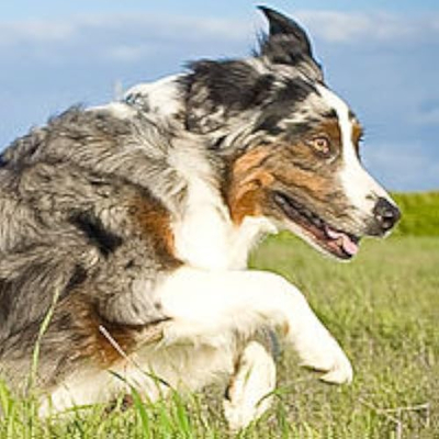Australian Shepherd Lovers Profile