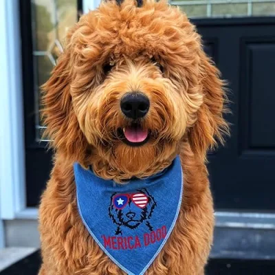 Toby the Goldendoodle
