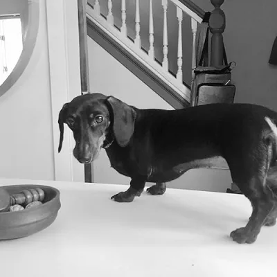 Bosey the Dachshund on Amazon!