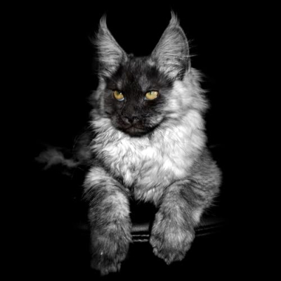 Maine Coons - Cat Products Profile