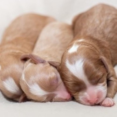 Allison Hollow Puppies Profile