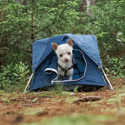 Mr. Pink the Chihuahua