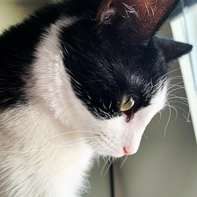 Tabby and Tuxedo Cat Profile