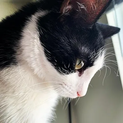 Tabby and Tuxedo Cat