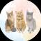 Simple Kitties Profile