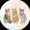 Simple Kitties Profile
