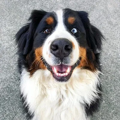 Benny the Berner