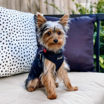 Bea The Teacup Yorkie Profile