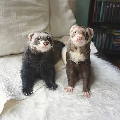 The Book Ferret Suggests