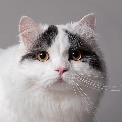 꼬부기아빠 Human Cat Tree Profile