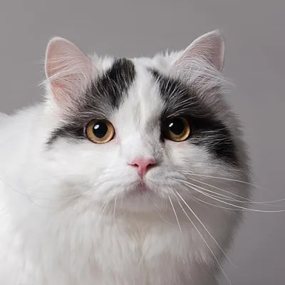 꼬부기아빠 Human Cat Tree