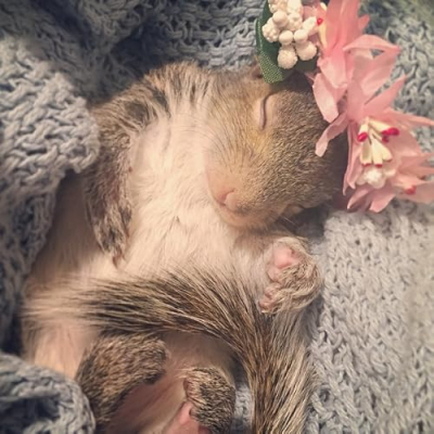 Little Thumbelina Girl Profile