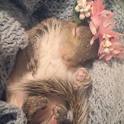 Little Thumbelina Girl