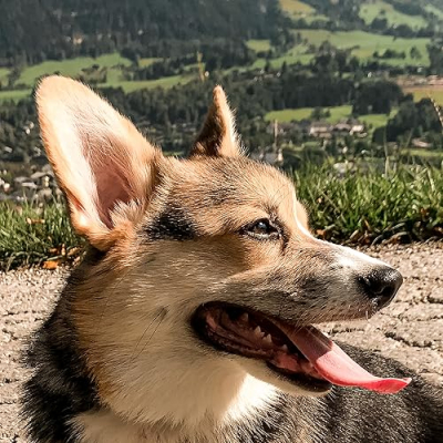 Loki, Prince of Corgis Profile