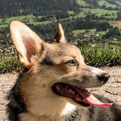 Loki, Prince of Corgis
