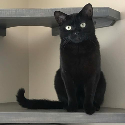 Chicago Black Cat Profile