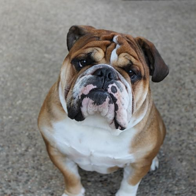 Elroy the bulldog Profile