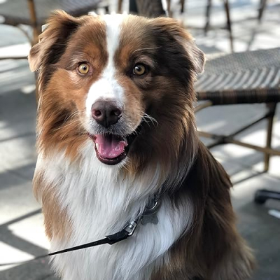 Buffalo Bill Profile