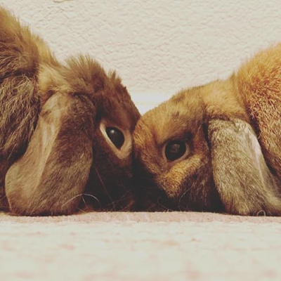 Opie and Ollie Profile