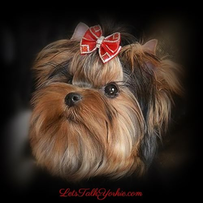 Lets Talk Yorkie Profile