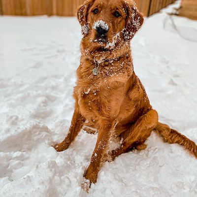 Air Bud Kobe Profile