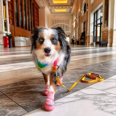 The Aussie Posse NM Profile