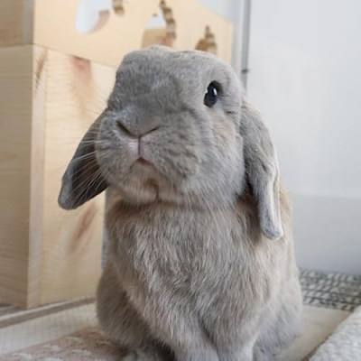 Bunny Supplies 🌼 Profile