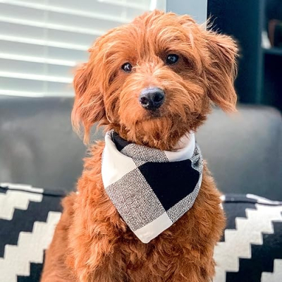 Apollo the Mini Goldendoodle Profile