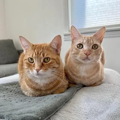 Penny & Felix’s Favorite Things