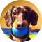 Crusoe the Celebrity Dachshund